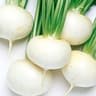 Turnip: Baby Tokyo