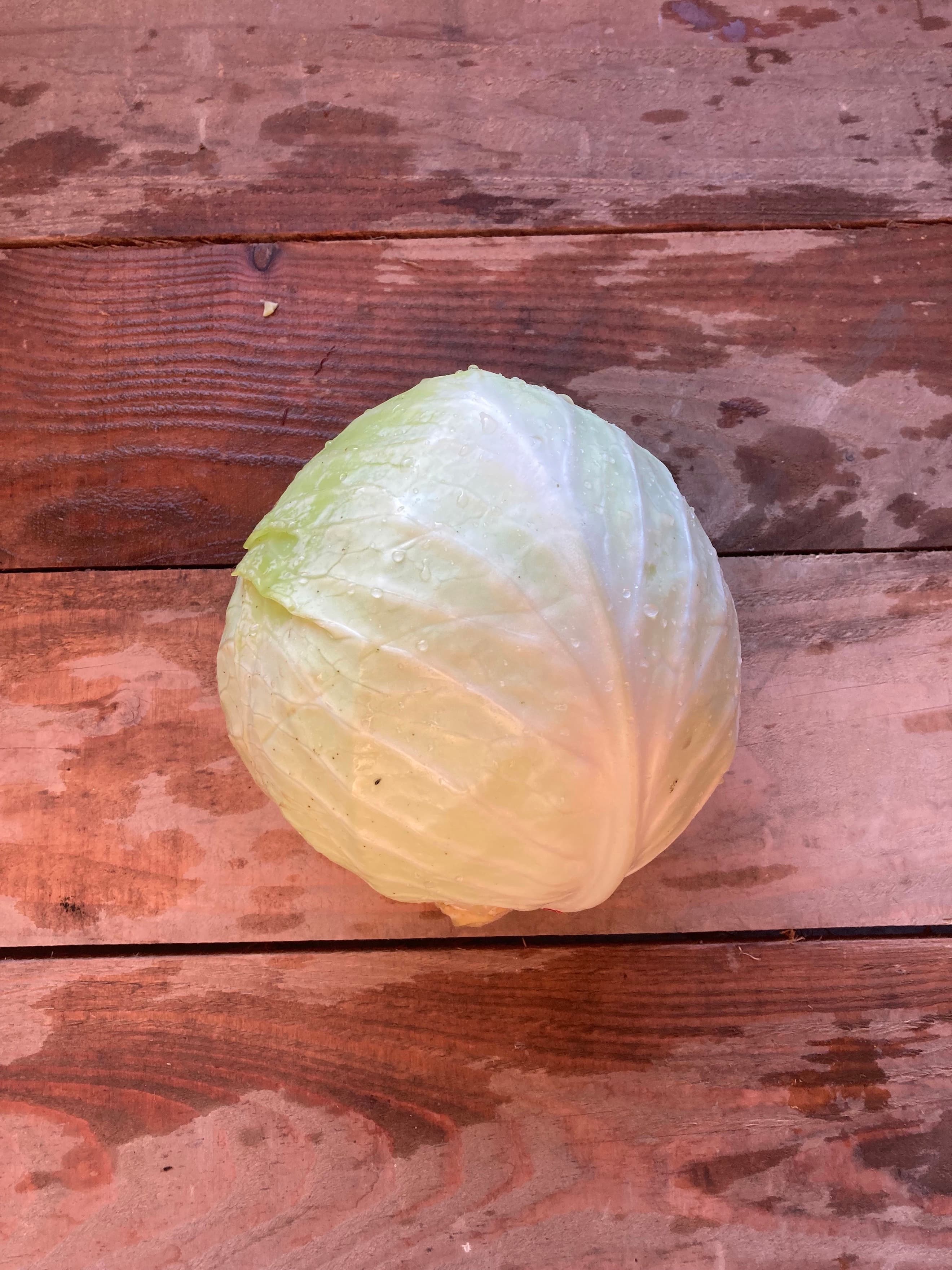 White Cabbage