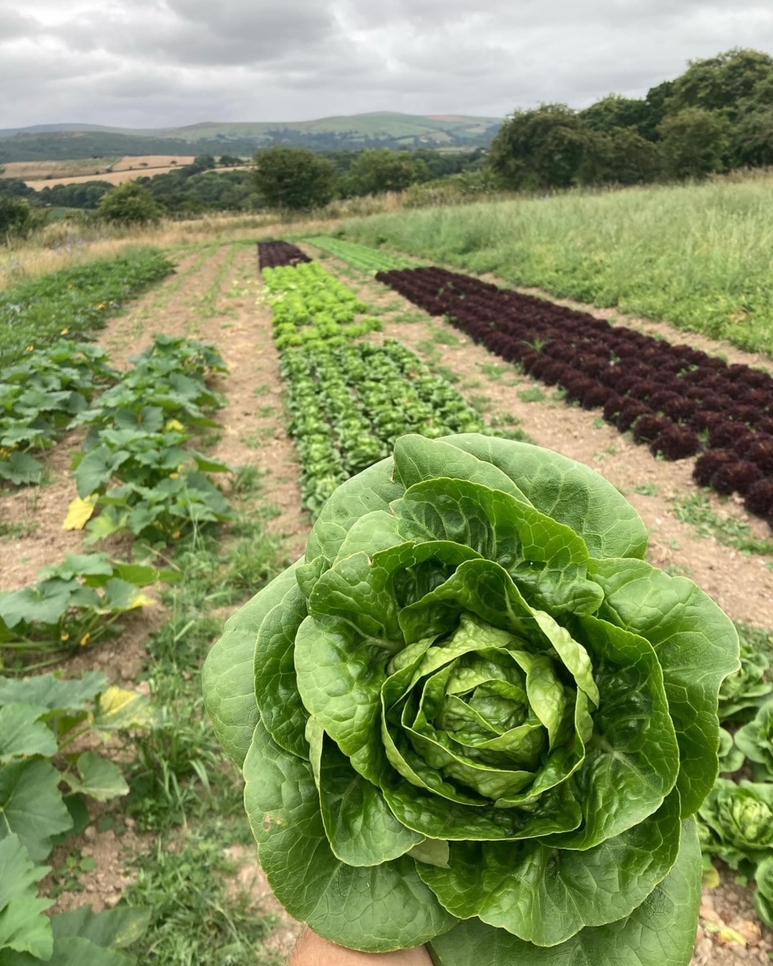Lettuce - Little Gem