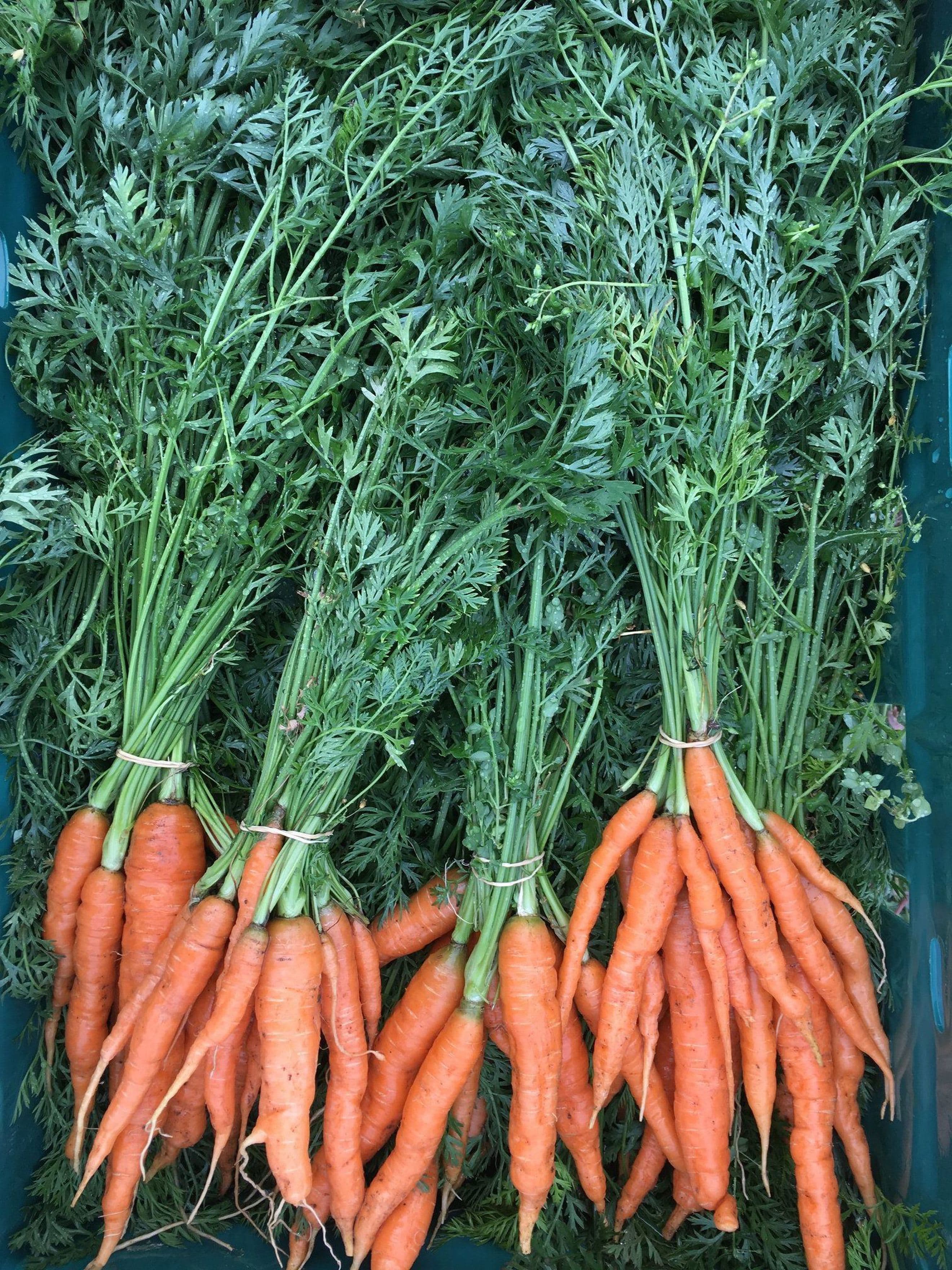 Bunched carrots