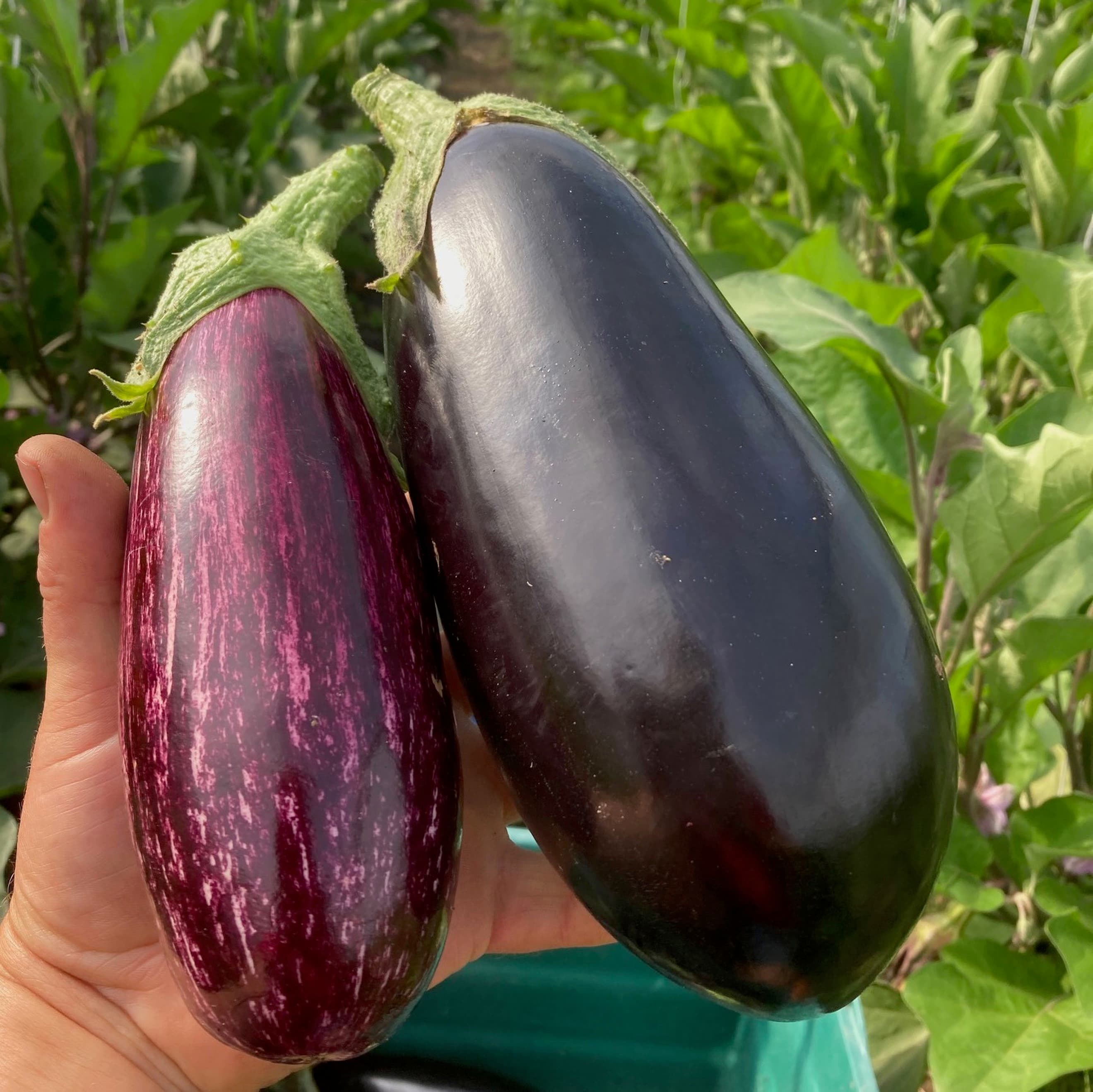 Aubergine