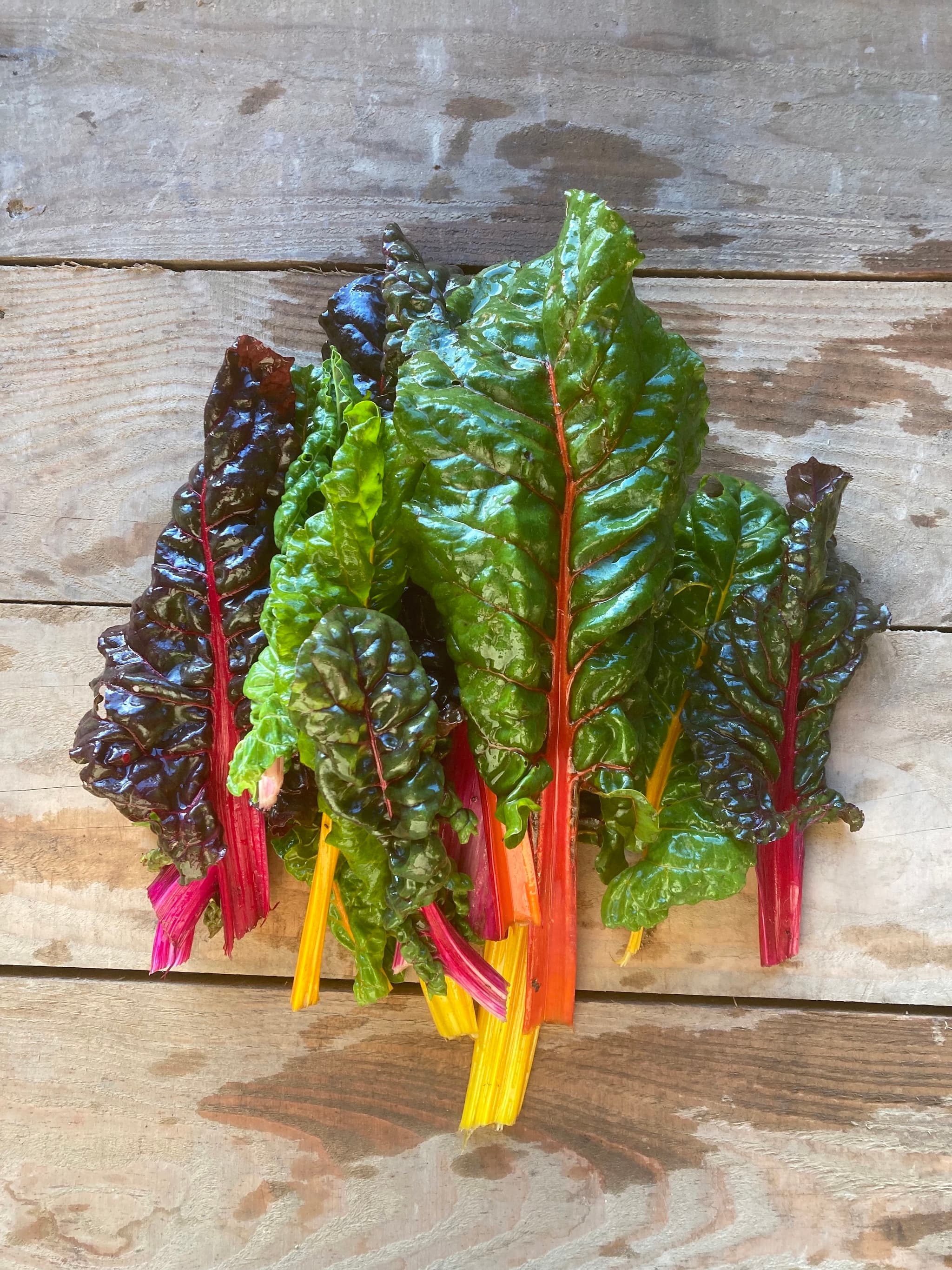 Rainbow Chard