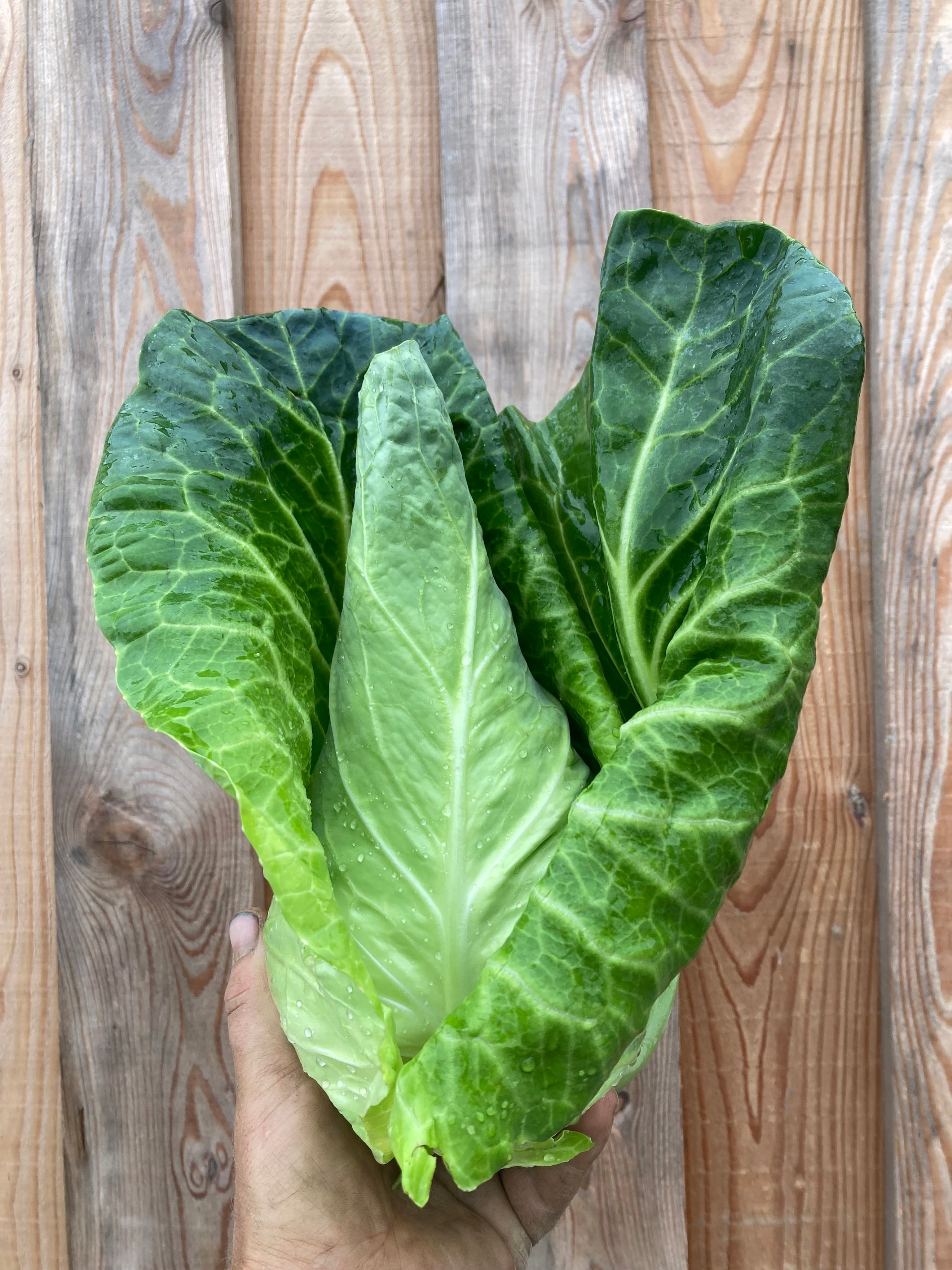 Cabbage - Pointed