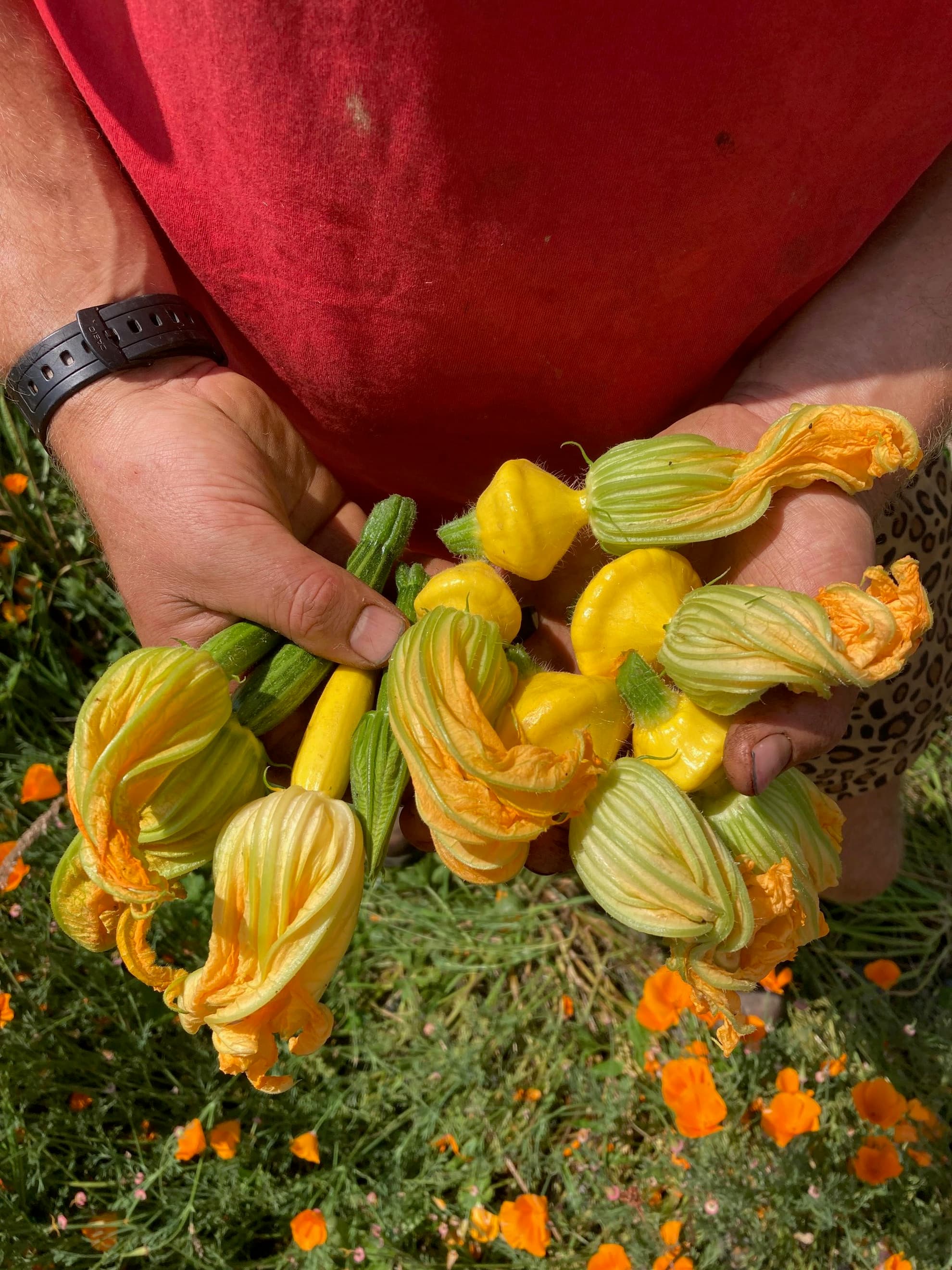 baby courgettes
